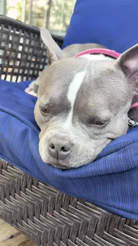 #pocketbully #staffordshirebullterrier #puppysleeping 