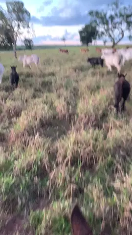 Vai encostando aí vaca véia 🙌🏻