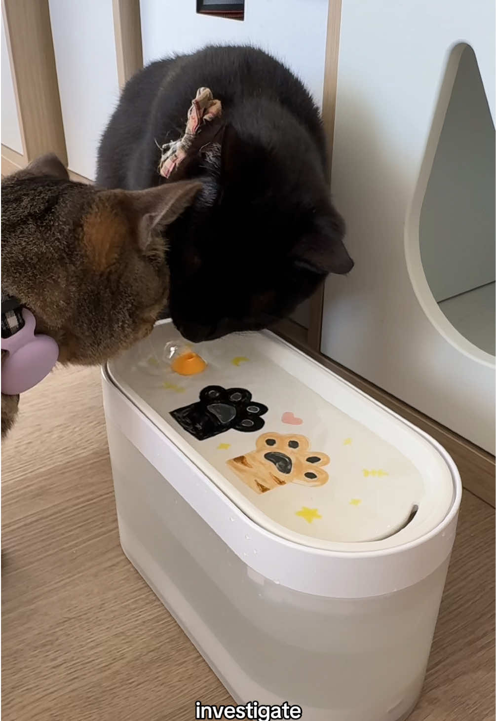 giving my cats the best that science has to offer 😌 be gone urinary blockage scares!! #fyp #meow #cattok #kitty #catsoftiktok #petcube #hydratewithpetcube | wireless cat water fountain @Petcube 