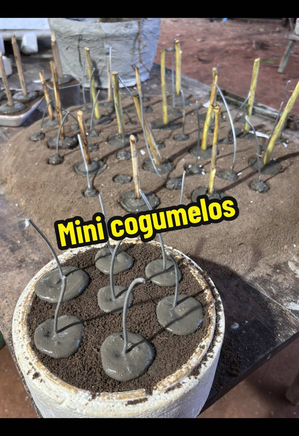 Arte em cimento, cogumelos com lâmpada #arte #fyy 