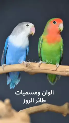 الوان ومسميات الروز  متابعه لايك كومنت 🇰🇼 #روز #معلومات_عن_الروز #للبيع_روز #لوف_بيرد_روز  #غر_روز #عس_روز #ترويض_طائر_الروز 