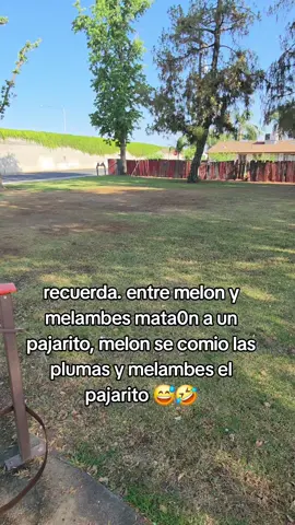 #parati #boyck #viral 
