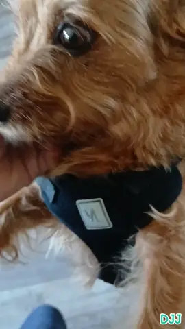 Playing with my dog; A man's best friend 💯 💪 #fyp #1millionviews #makeitgoviral #viral #mansbestfriend #followme #support #doglovers 