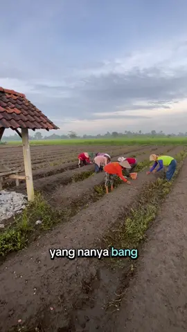 kenapa sarjana pertanian gak mau jadi petani? #bawangmerah  #petanimuda #pertanianberkelanjutan #petanimodern #krisisiklim 
