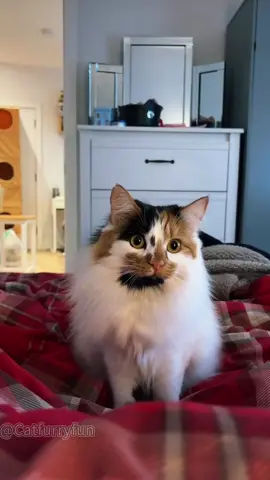 Just cat doing cat things❤️❤️#cat#catsoftiktok #catsoftiktok #funnycat#fyp