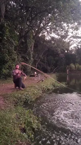 Câu cá lăng hồng vĩ với Cần câu shi ma tre 50h 😁#câucá #hoang_fishing999999 #câucatựnhiên #fishing #câucagiaitri 