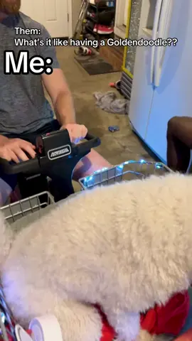 #goldendoodle #doodle #doodles #ride #pettok @margrettrap67 #doodlesoftiktok #dogtok #radar #fyp #whatsitlikehavingagoldendoodle #dogmom #dogdad #doglife #doodlelove #scooter #doodleinascooter #scooterride #dogwalk #receedinghairline 