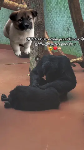 අනේව්ව් 🙈💕#MemeCut #foryou #fyp #longdistancerelationship 