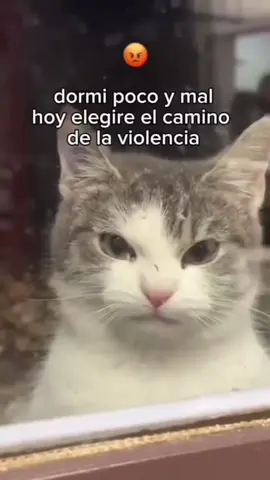 #humor #mensajes #gatos 