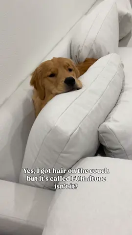 Pretty sure I’m right where I belong 🤭🤍 #creatorsearchinsights #goldenretriever #funnydogs #cutedogs 