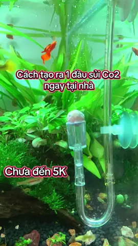 Cùng mình DIY 1 cái sủi co2 siêu mịn nha🤣🤣 Bác nào giống mình ko mần hồ cá. 1lúc tay đầy xnah metylen 😅#tepcanh #thuysinh #nuoica #trending #suico2sieumin #diyproject 
