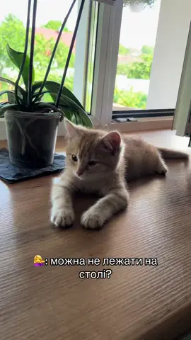 #киця #милота #cat #рижик #пухнастик #рекомендаціїукраїна 
