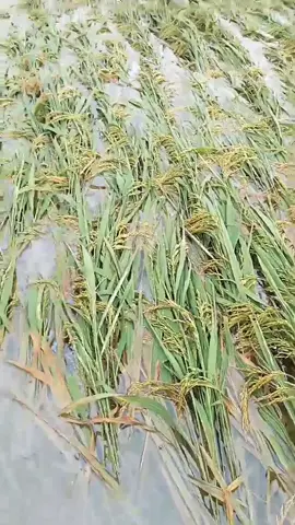 Mùa mưa lũ chỉ khổ nông dân thôi . Lúa nhà mn như nào . Chứ lúa nhà e đổ hết rồi 😭