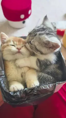 #tiktokvideo #tiktokviral #viraltiktok #viralvideo #viral #tiktok #TiktokTH #เลี้ยงแมว #catsoftiktok #cats #animals #TikTokCommunityTH #แมว #แมวน่ารัก #แมวเหมียว #แมวอ้วน #แมวตลก #ที่สุดแห่งปี #หมา #หมาน่ารัก #หมาตลก #น้องหมา #น้องแมว #สุนัข #สุนัขน่ารัก #dog #dogsoftiktok #dogs #doglover #dogsofttiktok #ปีใหม่2025 #บันเทิงtiktok#fyp #tiktokvideo #tiktokviral #viraltiktok #viralvideo #viral #tiktok #TiktokTH #เลี้ยงแมว #catsoftiktok #cat #animals #TikTokCommunityTH #แมว #แมวน่ารัก #แมวเหมียว #แมวอ้วน #แมวตลก #ที่สุดแห่งปี #หมา #หมาน่ารัก #หมาตลก #น้องหมา #น้องแมว #สุนัข #สุนัขน่ารัก #dog #dogsoftiktok #dogs #doglover #dogsofttiktok #ปีใหม่2025 #บันเทิงtiktok#fyp#catlover #catlovers#พั้นรักแมว #รักแมว #catslovers #Songkran2025 #AmazingThailand #Mahasongkran#cats_of_instagram #catslover #catsofinstagram #cat #cute #pets #кошка #meow #кот #котенок #животные #animal #cats #animals #instacat #instacats #catsagram #catstagram #kitten#lovelycatonline #catloversclub #kitty #kittens #instagramcats #catoftheday #lovecats #lovekittens #catlover #catsofig #catlife