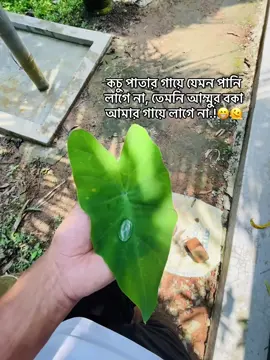কচু পাতার গায়ে যেমন পানি লাগে না,তেমনি আম্মুর বকা আমার গায়ে লাগে না.!😁🫠#foryou #fyp #foryoupage #bdtiktokofficial #tiktokoffical #viral #tiktokviral #tiktok @TikTok @TikTok Bangladesh 