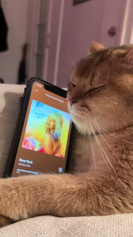 Will be listening to @Addison until further notice 🥹 #addisonrae #newmusic #cat #britishshorthair 