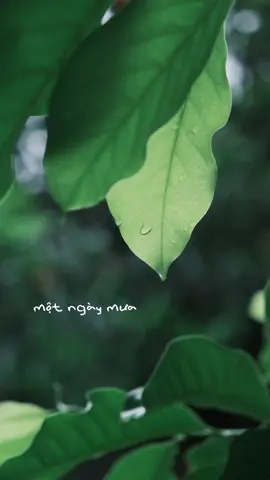 Một ngày mưa chậm rãi 🌿 #fujifilm #xt5 #camxuc #mưa #rain #quêhương #tuổithơ 