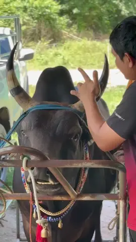 🐂❤️💯 #โหนดสิงห์พยัคฆ์ #ท่านฉับ #ค่ายโคกํานันด้วงลําทับ #ดุยนคร #บ่อล้อบันเทิง #ไม่ใช่การทารุณกรรมสัตว์ #fypシ 