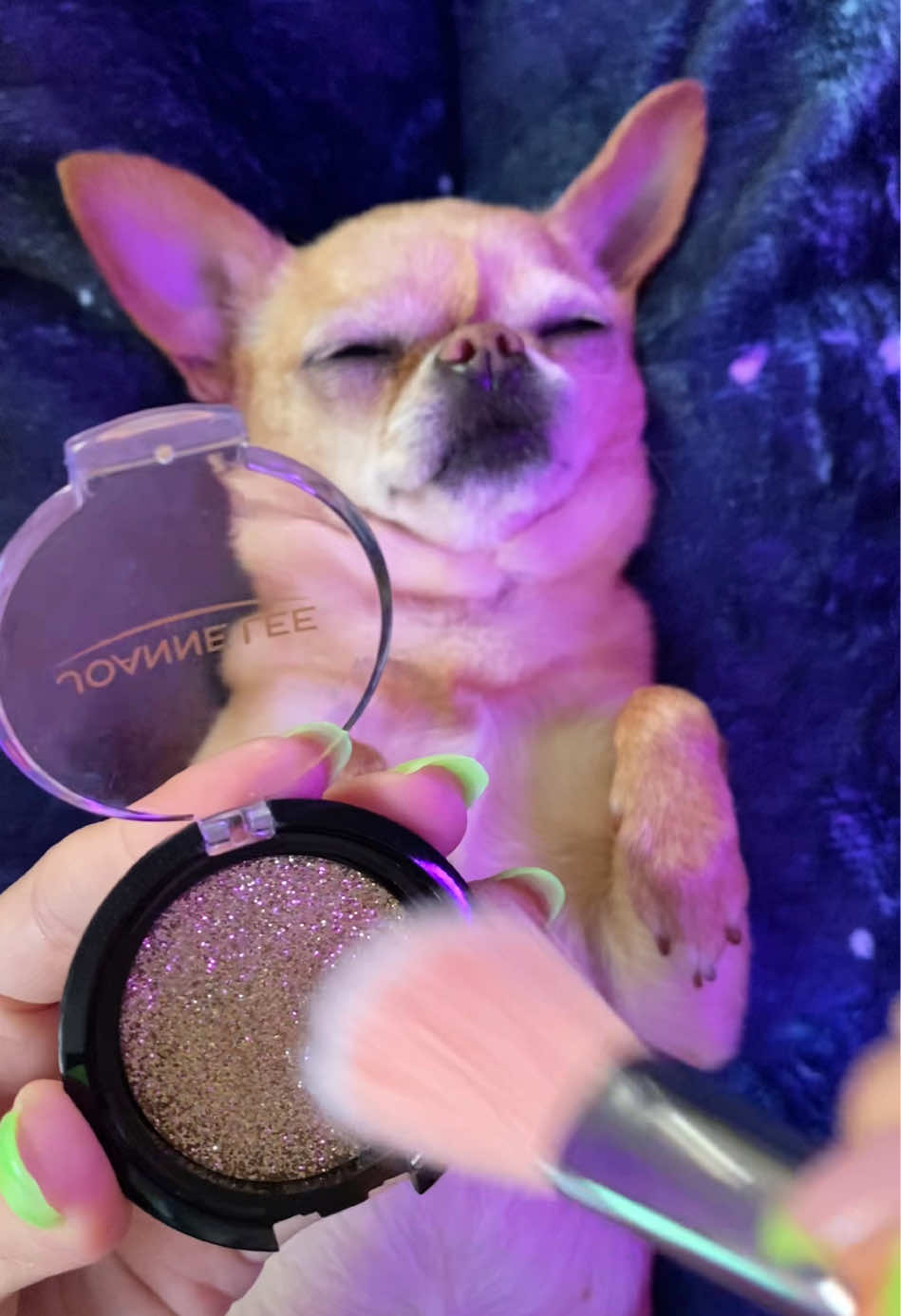 Replying to @giuliasrnzagesso #makeup #fordogs #dog #asmr #doggyasmr 