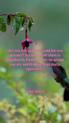 If He watches over the sparrow… How much more will He watch over you? 🕊️💜 You’re seen. We’re safe in Him. “So do not be afraid; you are worth more than many sparrows.” – Matthew 10:31 #YHWH #HalleluYah #abbafather #TrustInYHWH #SparrowFaith #SeenAndLoved #forgiven #holyspirit #Ruach #SetApartSelections #FaithEncouragement #Matthew1031 #YHWHCares #BiblicalAffirmation #DailyTruth #encouragement #NatureSpeaksHisGlory