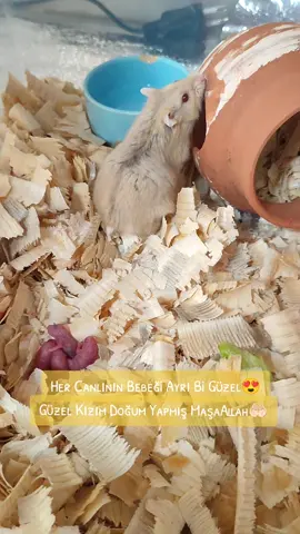 Dünya ya Hoşgeldiniz...😍🤗 #hamster #hamsters #hamstersoftiktok #hamster_team🐹 #hamster🐹 #fare #sürüngen #sürüngenler #bebek #bebekvideolari #bebekvideoları #bebekler #baby #babylove #babytiktok #keşfet #keşfetteyizzz #keşfetbeniöneçıkar #keşfett #keşfetedüş #keşfetbeni #keşfettt #kayseri 