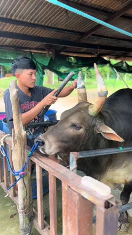 #โหนดหลังขาวเทพประทาน_กาขาว🕊️🤍 #ค่ายโคสสนุ๊กเกอร์บางกล่ํา #ไม่ใช่การทารุณกรรมสัตว์ 