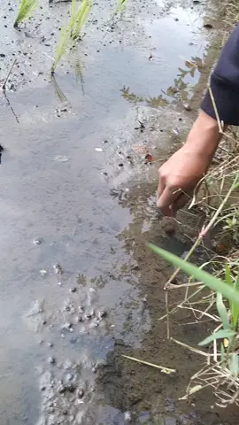 Joki kecil kewalahan narik belut #ngurekbelut #eelfishing #belutbabon 