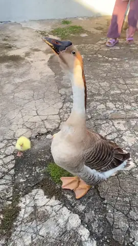Kelakuan duku 😂😂 #PetsOfTikTok #dikejarsoang #goose #angsabenggala #angsalucu 