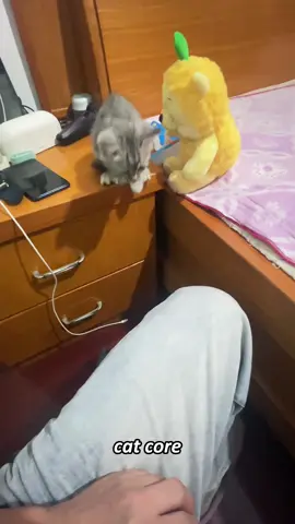 Funny cat.#funnycats #interesting #cute #catlove #catsoftiktok #fyp 