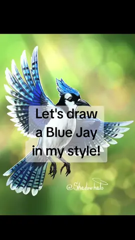 Mordecai timelapse 🐦 My last RAG inspired me so much I wanted to draw a Blue Jay in my style. I hope you like it. You can follow for more 🩵 #bird #digitalartist #digital #painting #draw #animal #speedpaint #fyp #art #bluejays #bluejay #mordecai #procreate