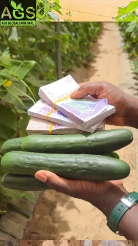 Nous faisons des formations en agriculture moderne à Dakar pour 5 jours et à 45000 F. Prochaine session de formation : le 16 Juin 2025. Contactez le 781383838 pour vous inscrire. #ags #agsglobalfarm  #formation #agriculture