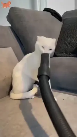 #funny #pet #funnyanimals #fyp 