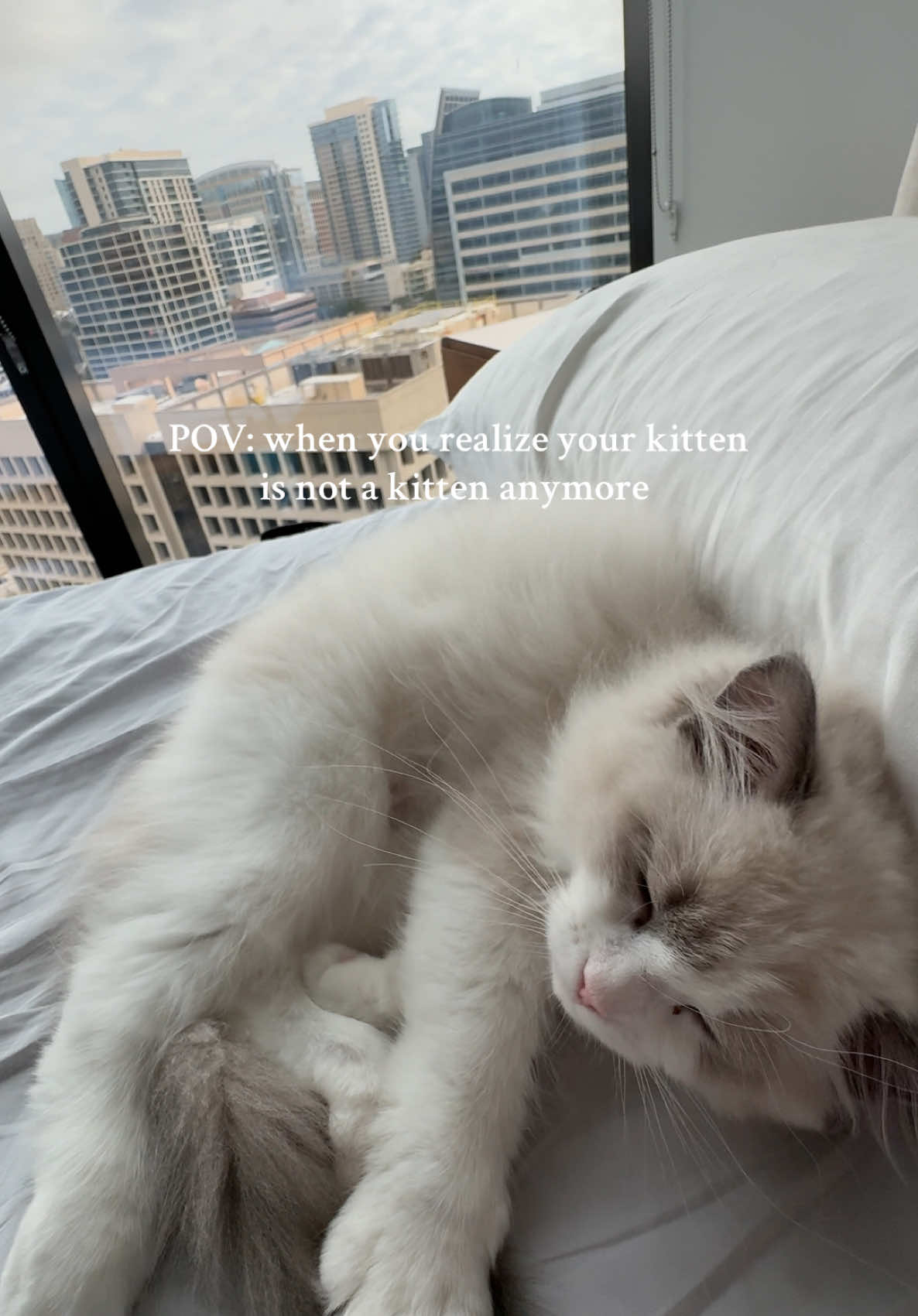 My little cloud is now a big cloud. Stop growing up 😭 #ragdoll #catsoftiktok #cats #catlover #cattok #ragdollkitten #ragdolls #ragdollsoftiktok #fypage #fypシ゚viral #catsvideo #catslove #catslovers #kittensoftiktok #kittens #kitten  #cats_of_world #catvideos #ragdollkitty #ragdolls #kitty #kittylove #ragdoll #ragdollcat 