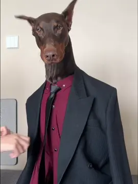 The dog’s new outfit #fypシ #dog #dogs #doglover #funny 