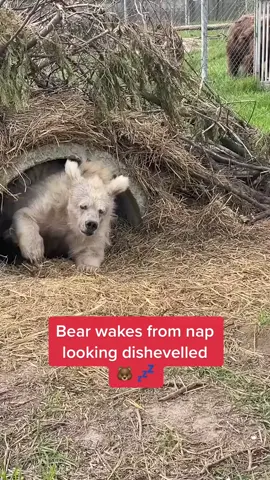 Bear wakes from nap at animal sanctuary looking dishevelled 🐻 💤 #nature #world #bear #animals Originally published in May 2023.