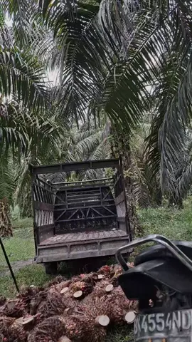Info nambah tenaga 🥲#sawit #viraltiktok #viralvideo #sawitontiktok #sawitriau #sawitbalap #sawitsumatra #sawitindonesia #kerja 