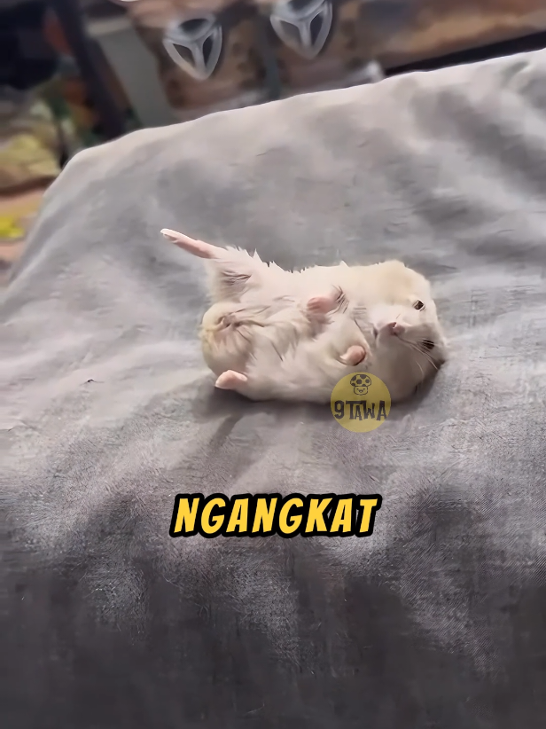 HAMSTER Tukang NYINDIR Majikan❗😂#lucu #ngakak #videoviral 