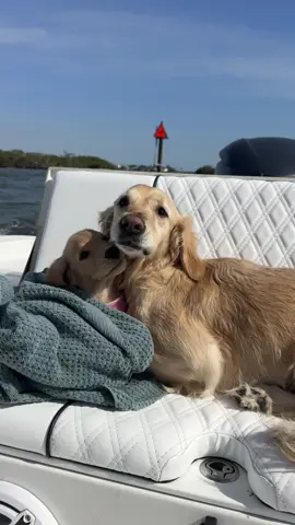the best boat day company #fyp #foryou #goldenretriever 
