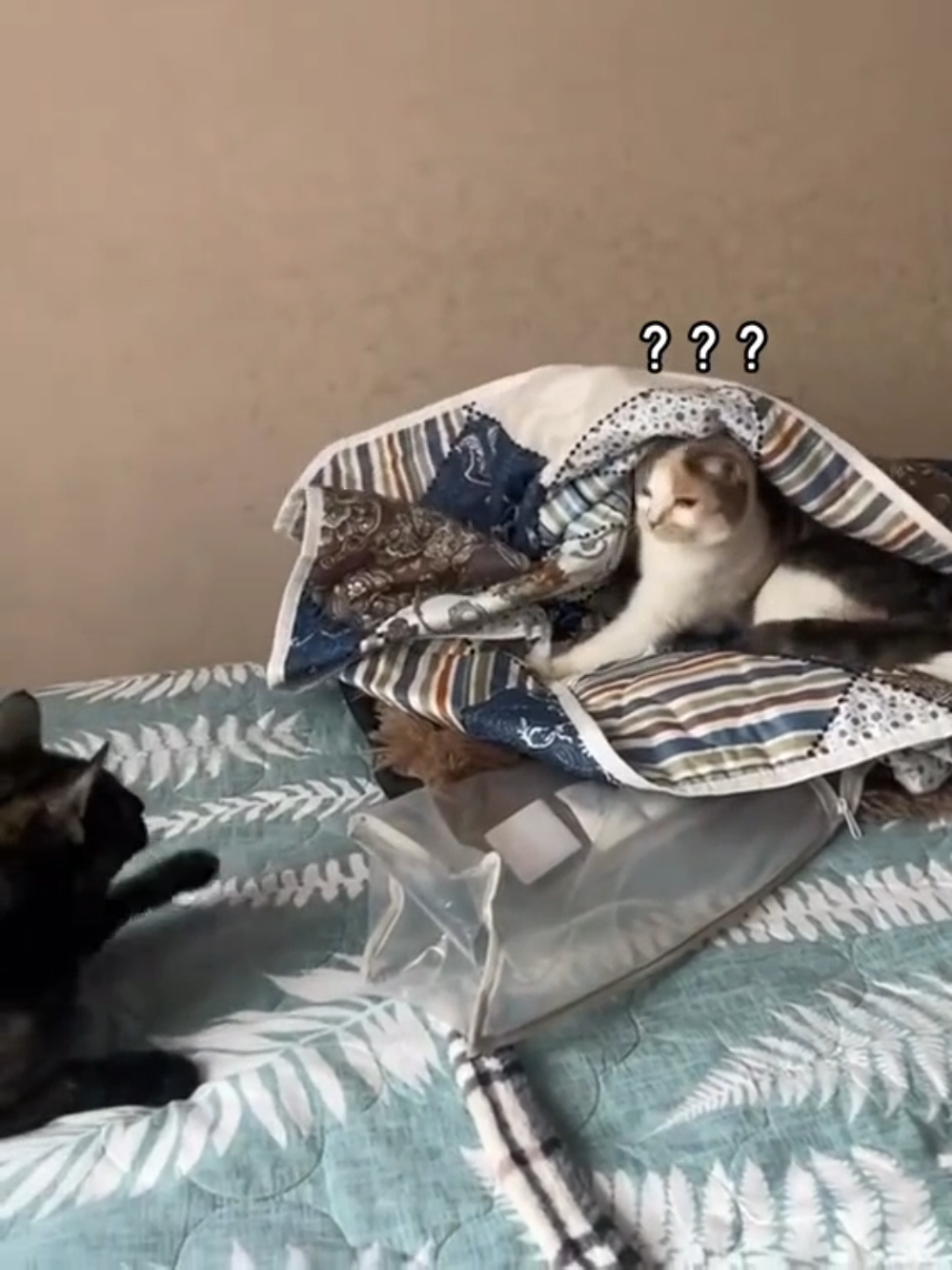 Cat has a desire to wreak havoc #кіттіктокер #кітукраїнець #кіт #cattok #catlover #cats #catsoftiktok #cat #cute #кот #kitten #котики #коты #котенок #котикиприколы #котыприколы #смешное #смешныеживотные #собака #собакадругчеловека #собаки #dog #dogsoftiktok #dogs #doglover #tiktok #собакиприколы #котики #котикиприколы #кумеднікоти #catsoftiktok #yellowcat #котысобаки #котята #котыприколы #собакиприколы #приколы #лучшее