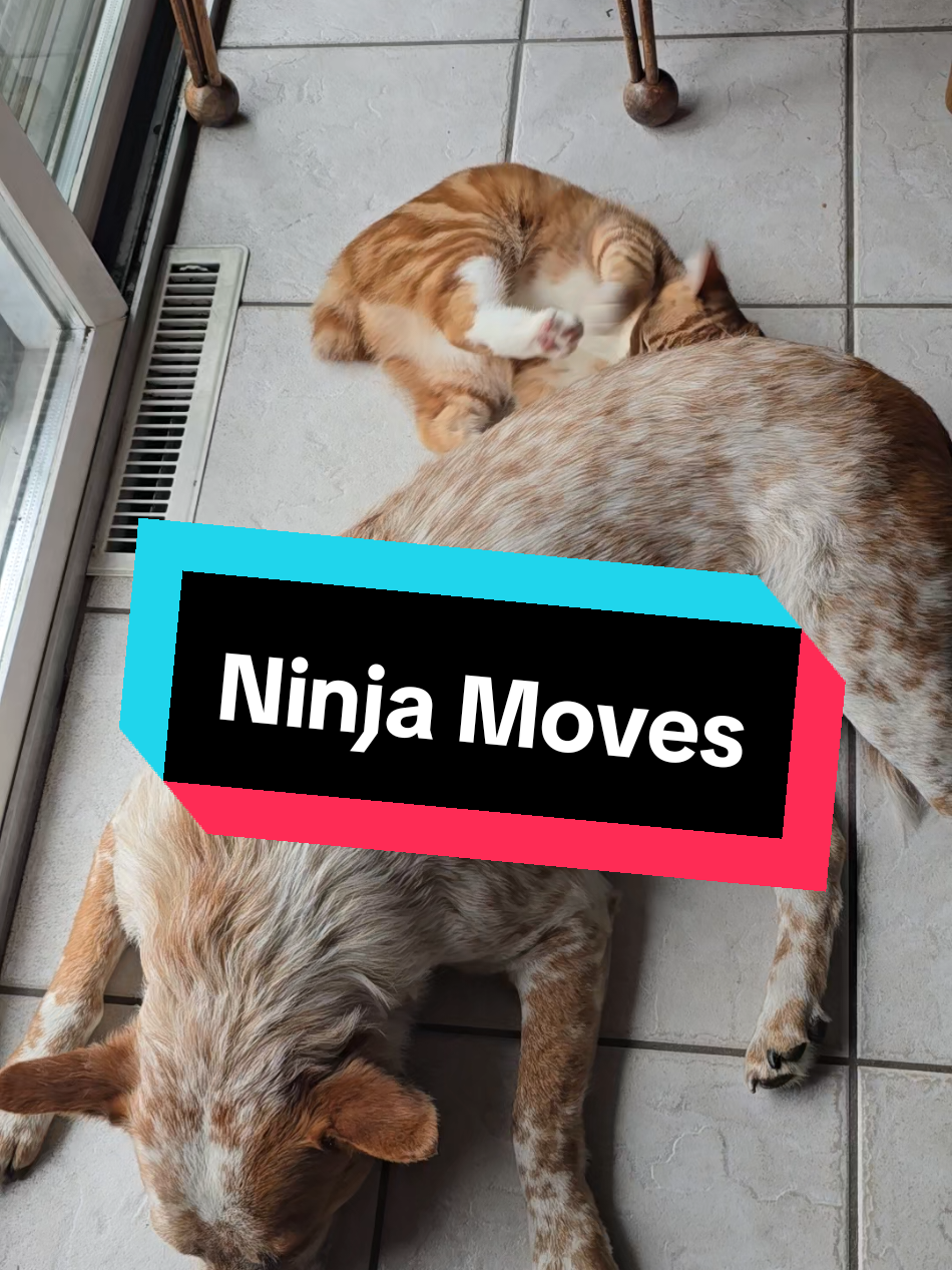 Ninja Twix. #GarnoHomestead #farm #farmlife #cats #cat#dogs #dogsoftiktok #funny #pets @Garno Homestead LLC 