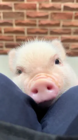 飛び込んできてからのこの落ち着きよう笑🥹 #pignic #piggy #micropig #fyp #アニマルカフェ #マイクロブタ #minipig #animals 