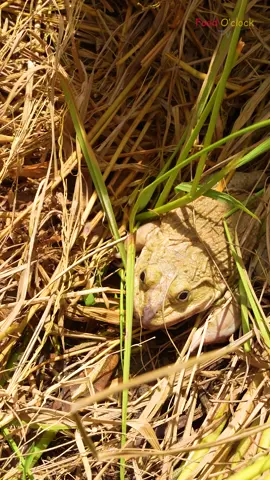 #1Catching Frogs from Rice Field and Cooking Delicious Grilled Frogs Mouthwatering#cooking #Foodie #yummy #foodtiktok #delicious #eatingshowtiktok #eatingshow #mukbang #yummychallenge #newyork #unitedstates #cookingvideo #deliciousfood #food #dleicious #Recipe