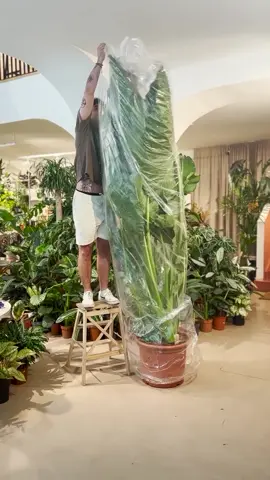 Tem um espacinho ai?😍 Orelha de elefante gigante #jardim #planta #plantas #alocasia #urbanjungle 