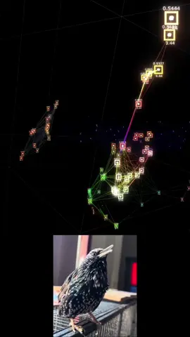 Audio illustration of The Mouth. Lucioarese touchdesigner#europeanstarling #birdsounds #birdsong #touchdesigner 