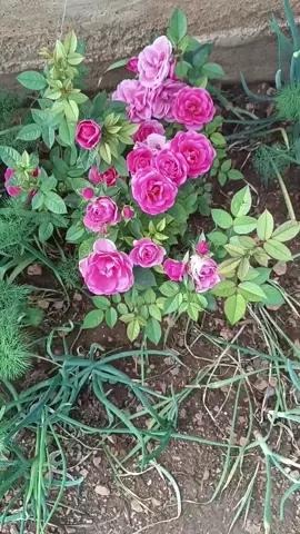 MaşaAllah 🌹🌹🌹