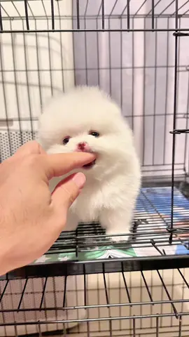 น่าเอ็นดู 🥹#CapCut #ปอมหน้าหมี #ปอมเมอเรเนียน #ปอมขาวเกาหลี 