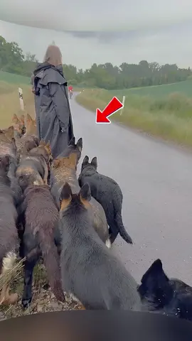 #k9 #trending #dogstraining #dogsoftiktok #k9softiktok #tacticaldogs #tactical #belgianmalinois 