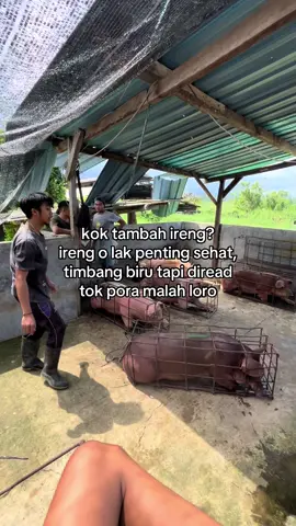Ireng rapopo penting bojone ayu cekelan ipong 🤣🦶