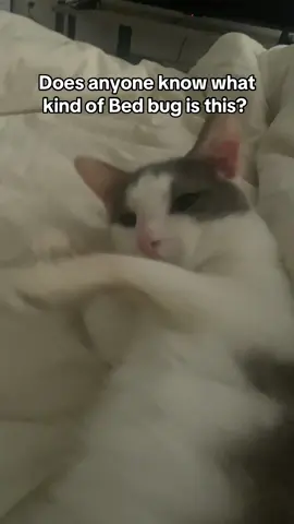 This creature always crawls in bed 🤣 #🐱 #cat #catsoftiktok #cats #catlover #cattok #catslovers #catsvideo #catsmoves #meow #meowlovers #catsdoingthings #catsofinstagram #catfunny #catlook #catstagram 