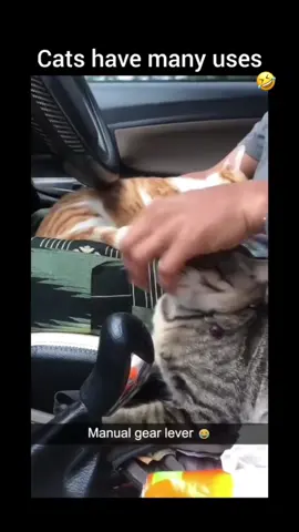 #cats #funnycat #fyp #pets 